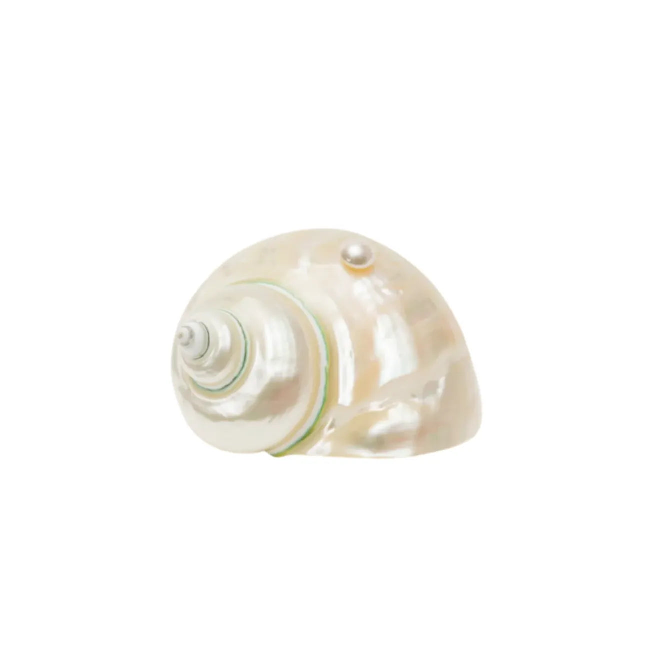 Seashell Decorative Object