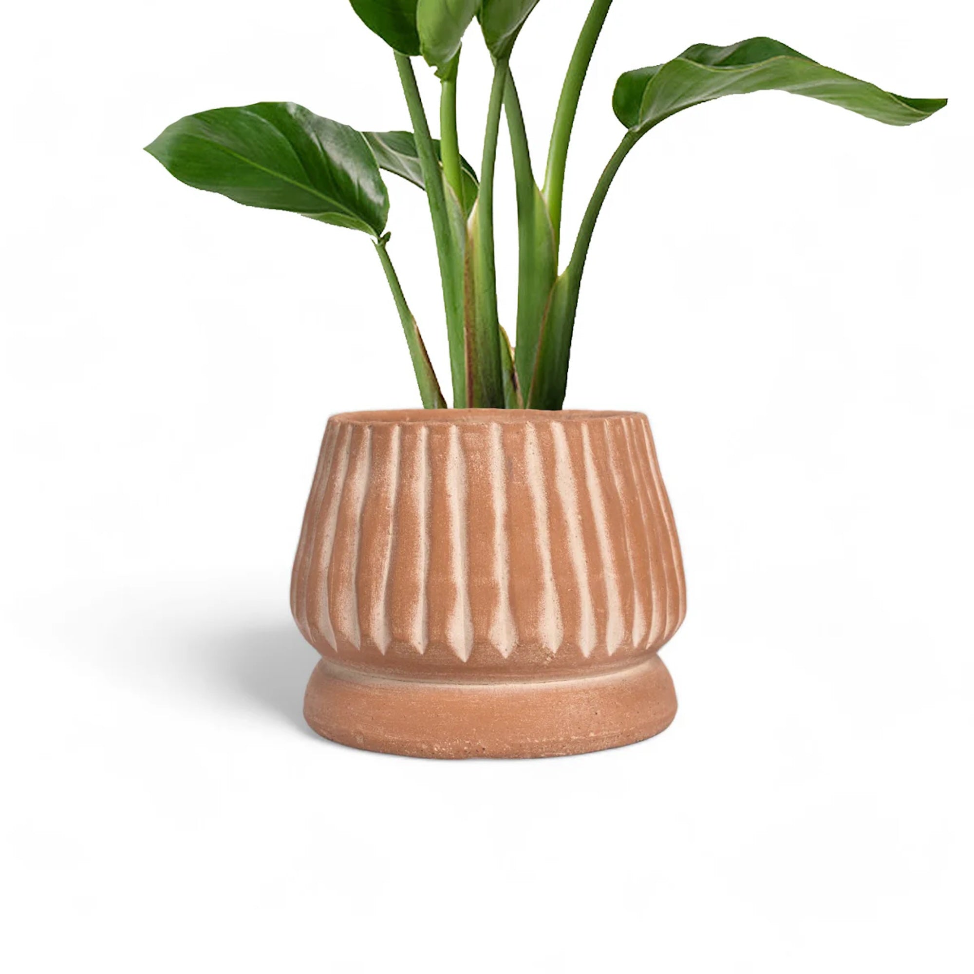 Mateo Terracotta Planter