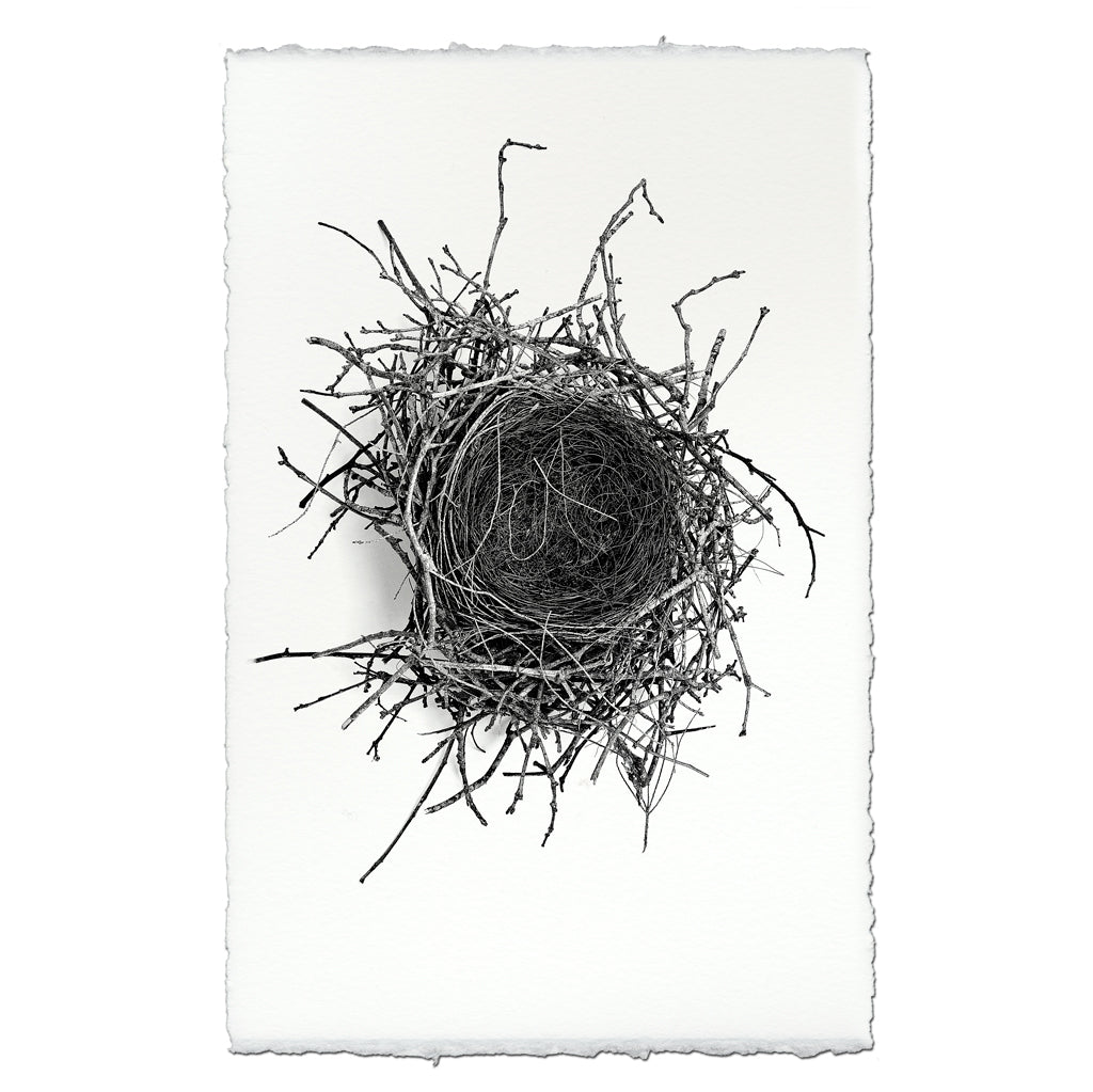 Nest Study #2