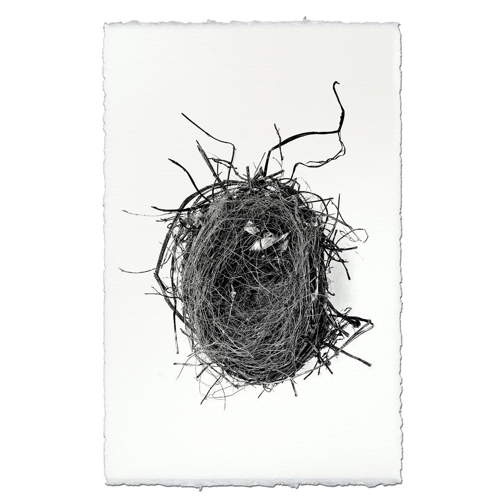 Nest Study #4