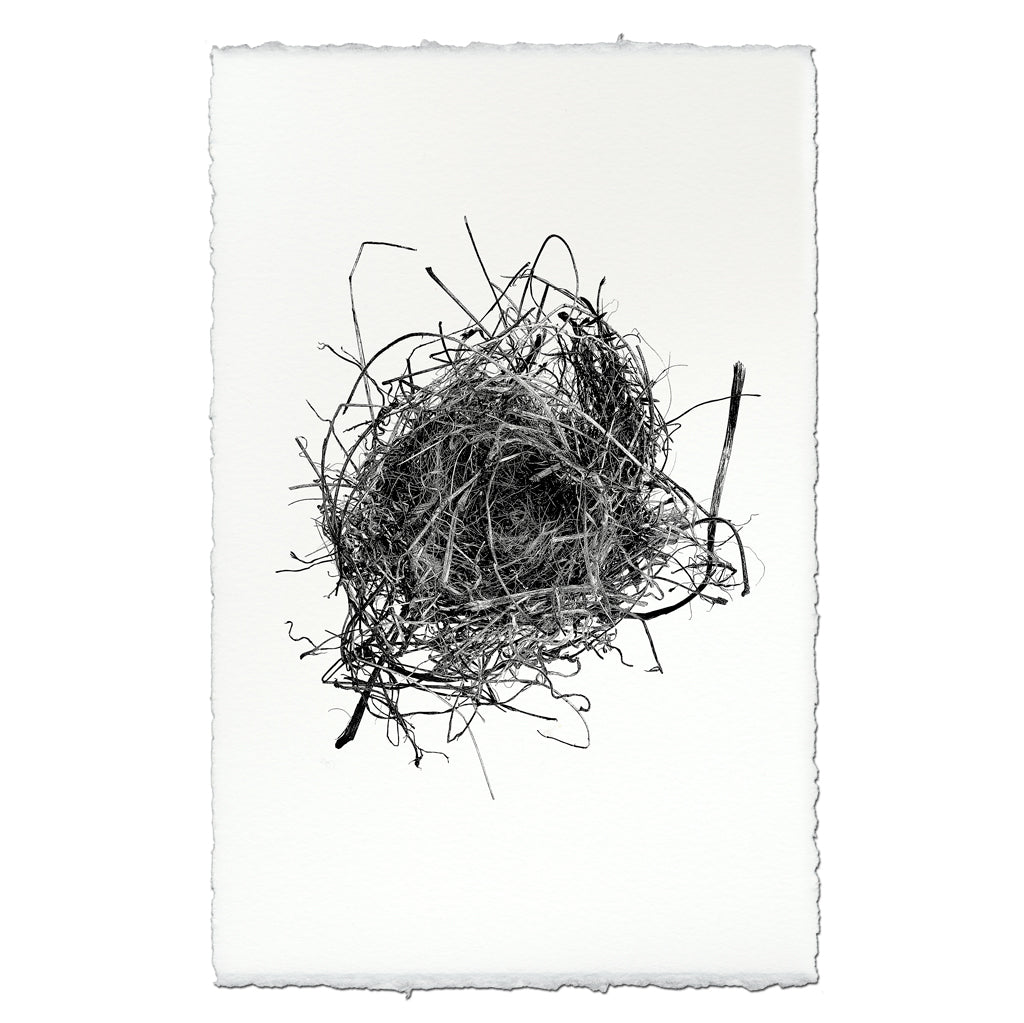 Nest Study #9