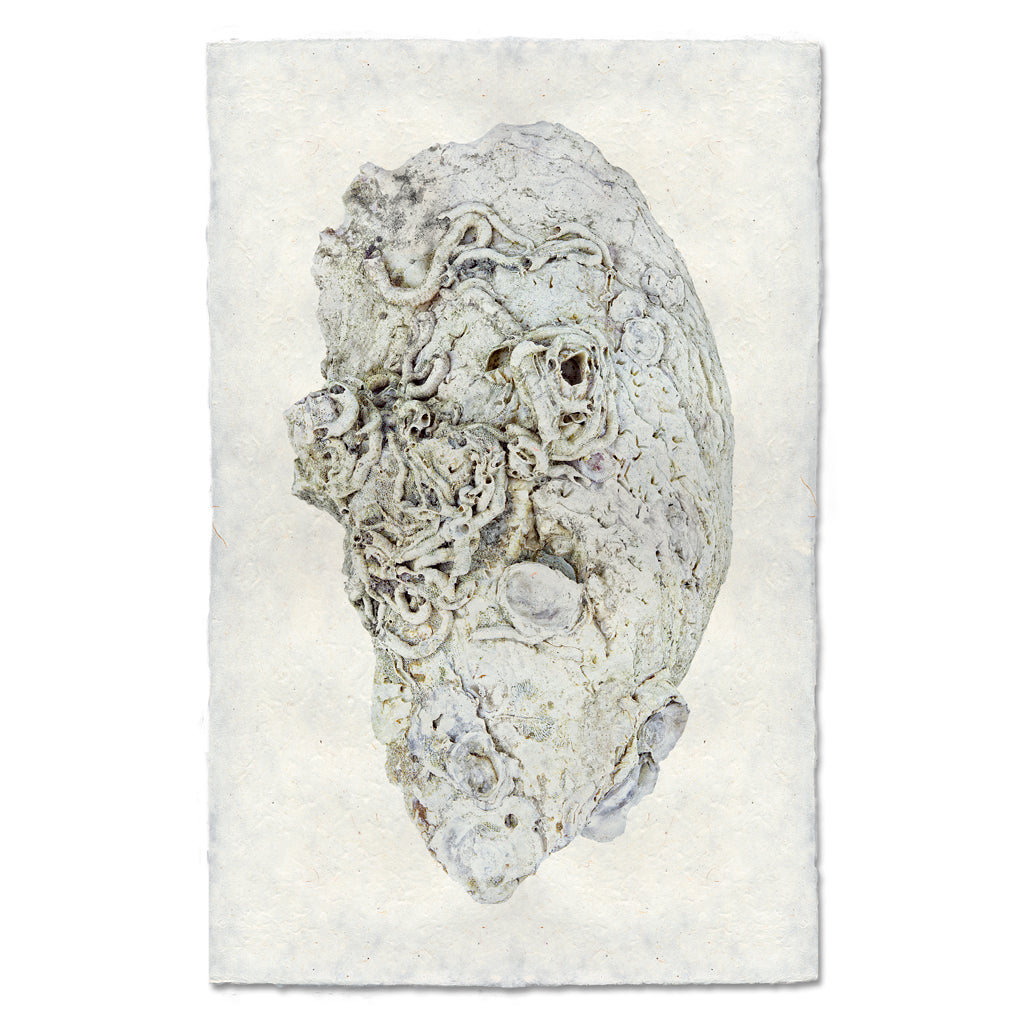 Oyster Study #6