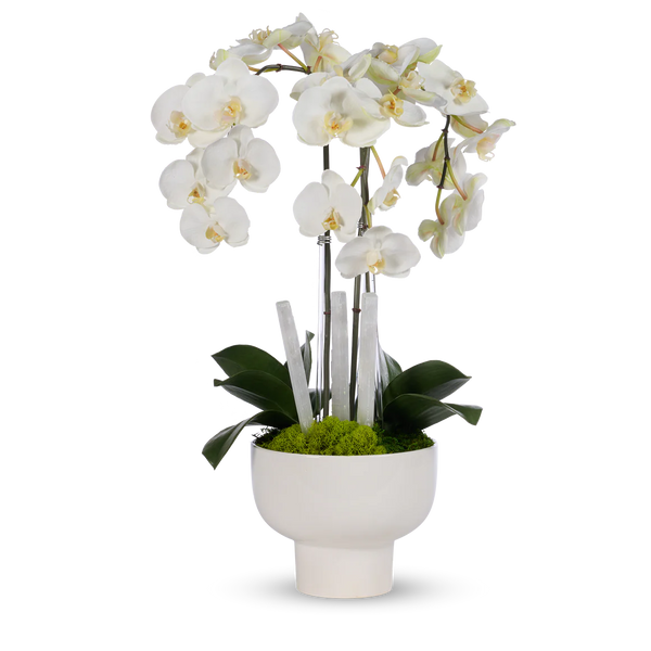 Triple White Orchid with Selenite in White Ceramic Pot