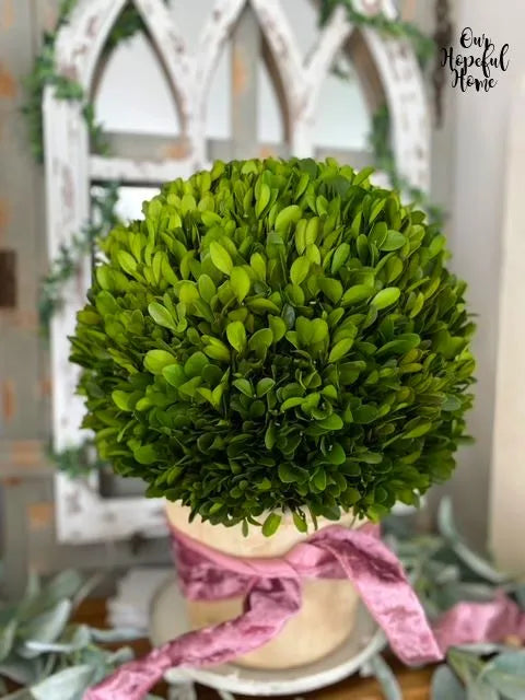 15” Boxwood Ball Preserved Plant in Planter