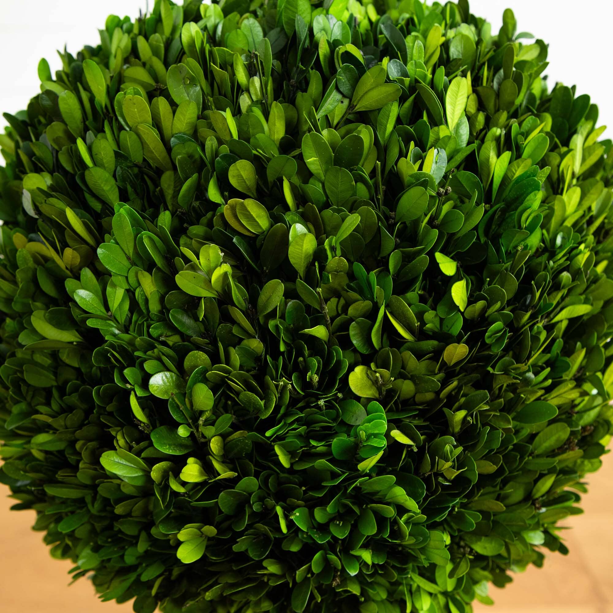 4’ Preserved Boxwood Double Ball Topiary Tree in Planter