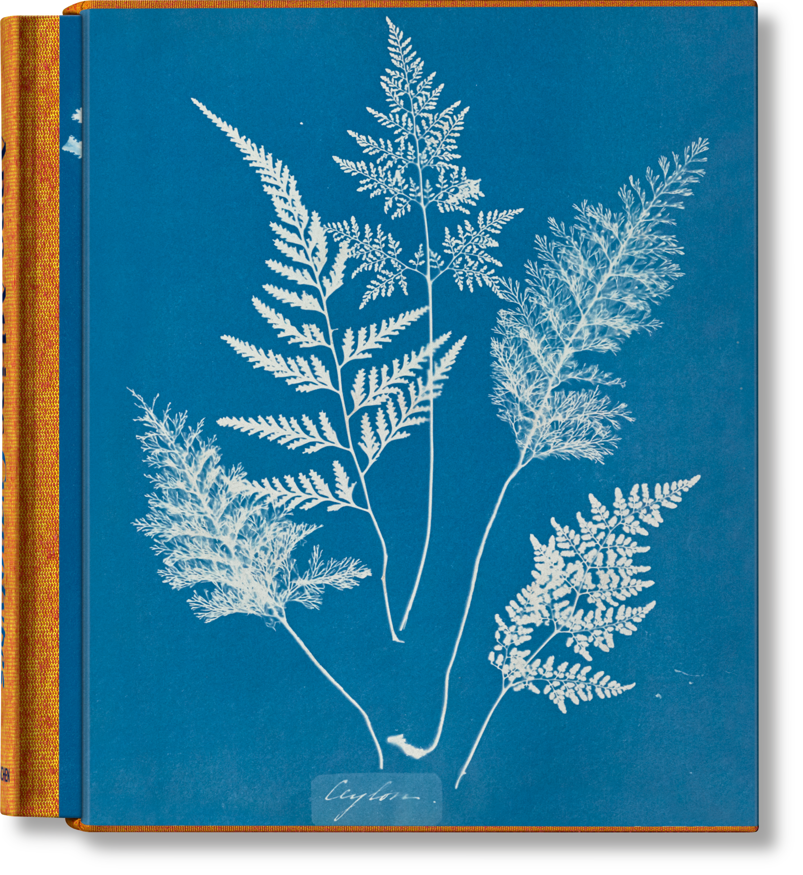 Anna Atkins. Cyanotypes (German, French, English) (FFE)