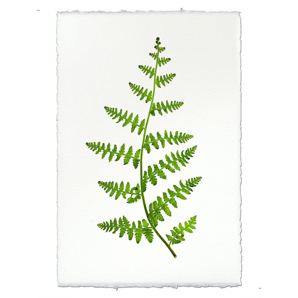 Fern #2