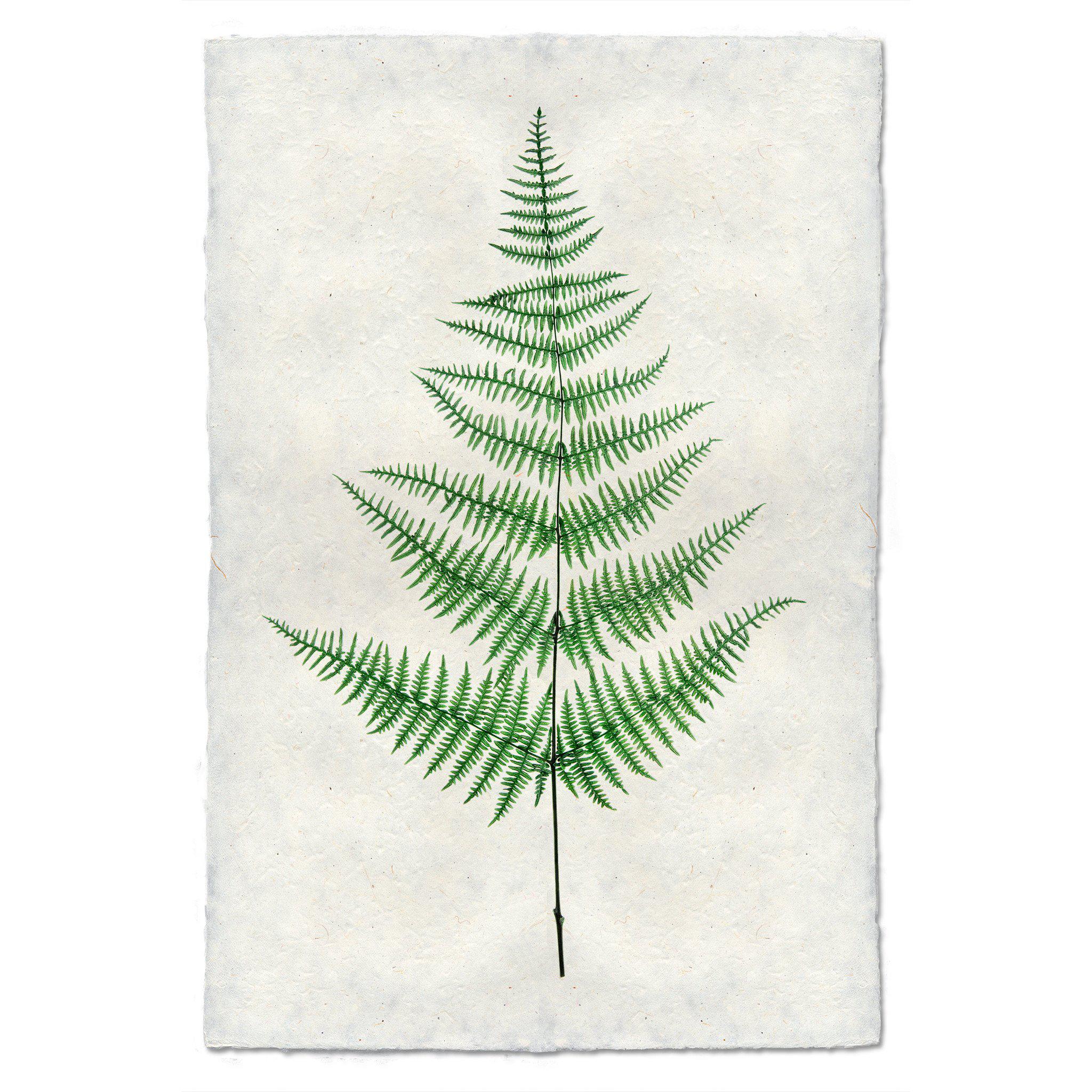 Fern #9