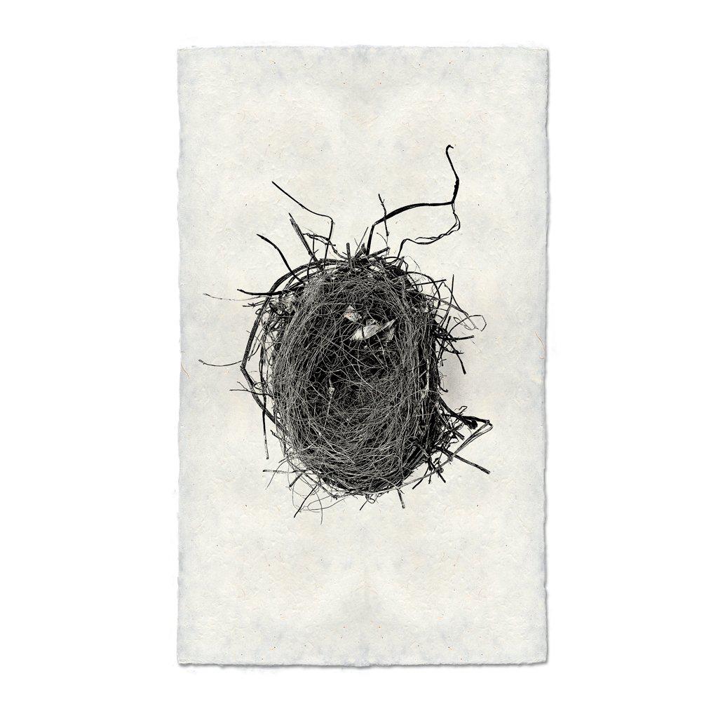 Nest Study #4