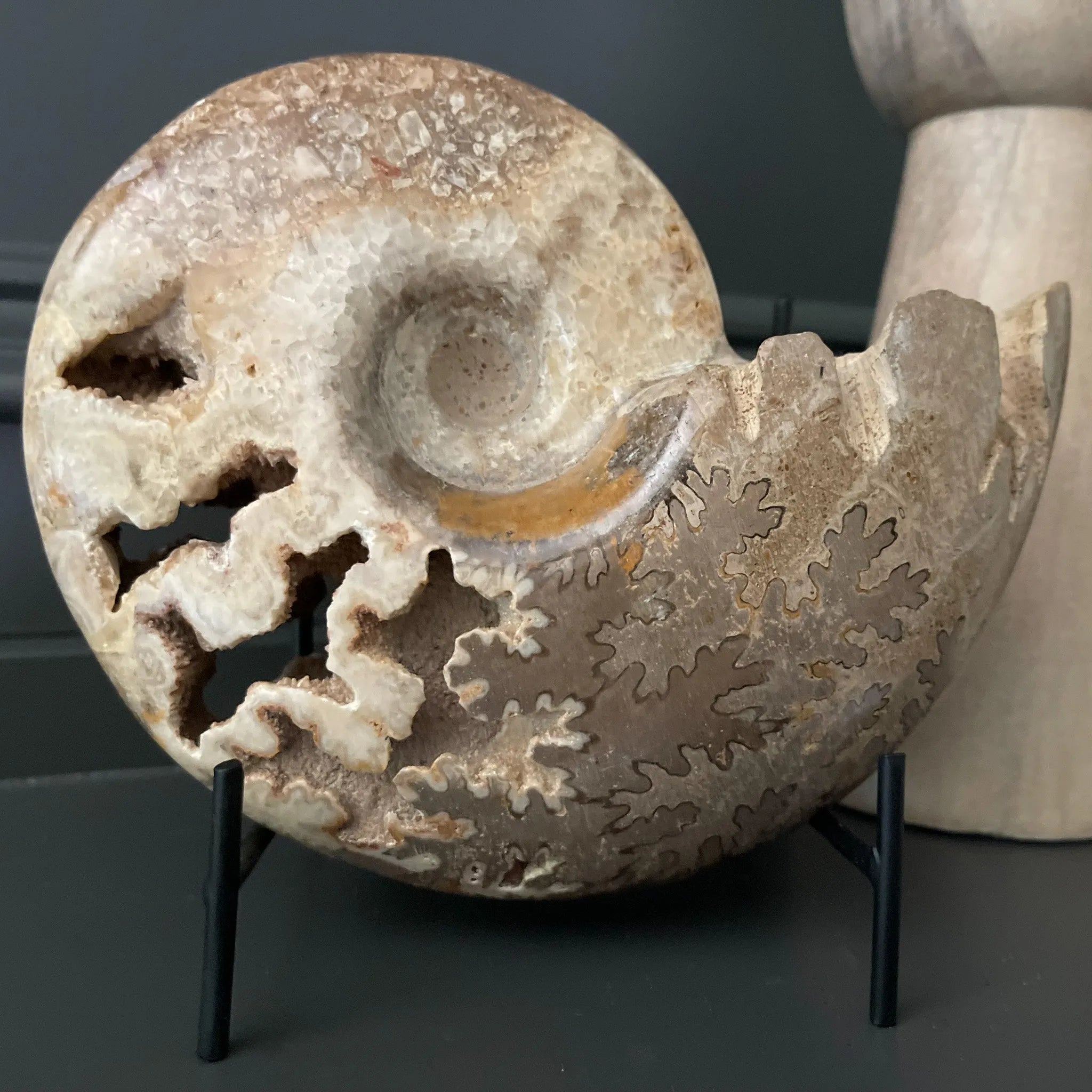 Open Chambered Moroccan Fossil Ammonite