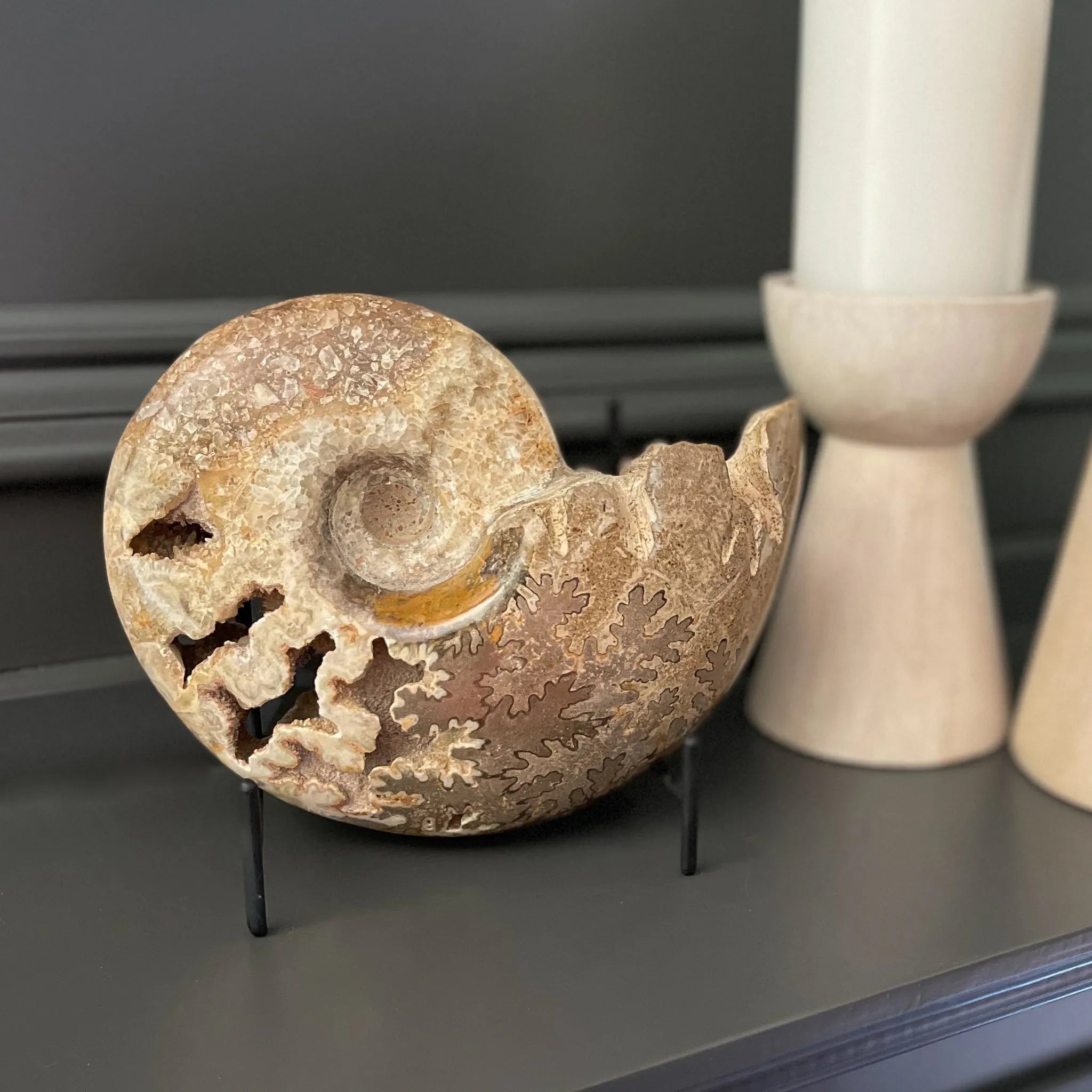 Open Chambered Moroccan Fossil Ammonite