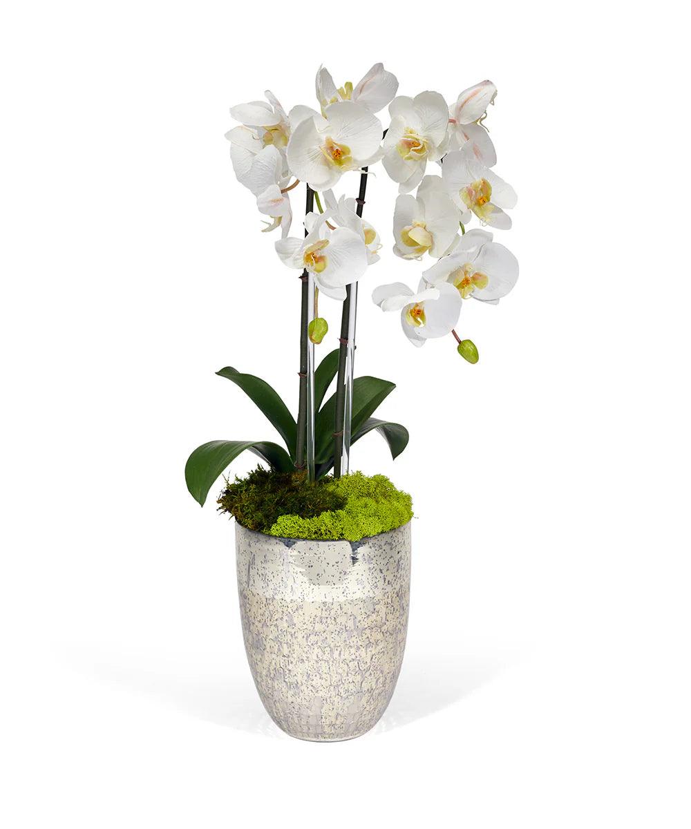 T&C Floral Phalaenopsis Orchids in White with Vintage Silver Glass Container