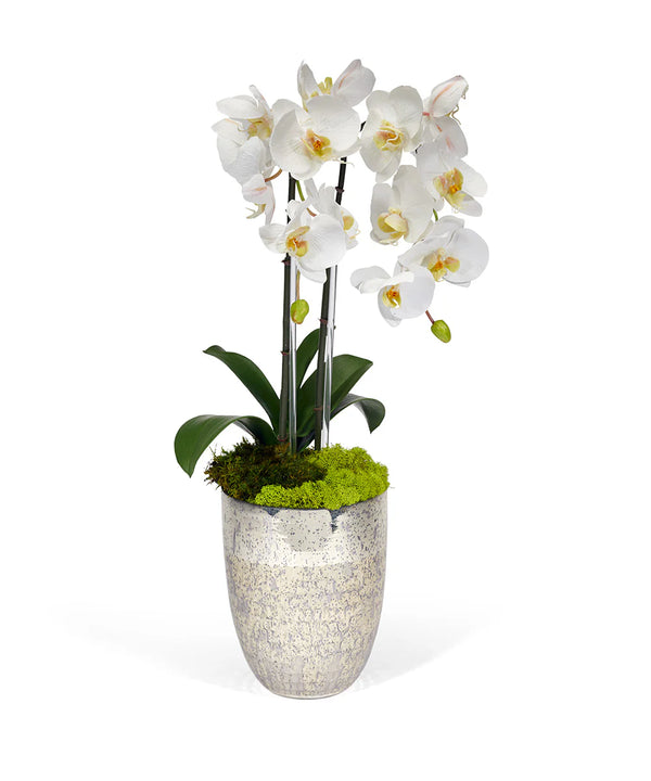 Double White Orchid In Silver Glass Container