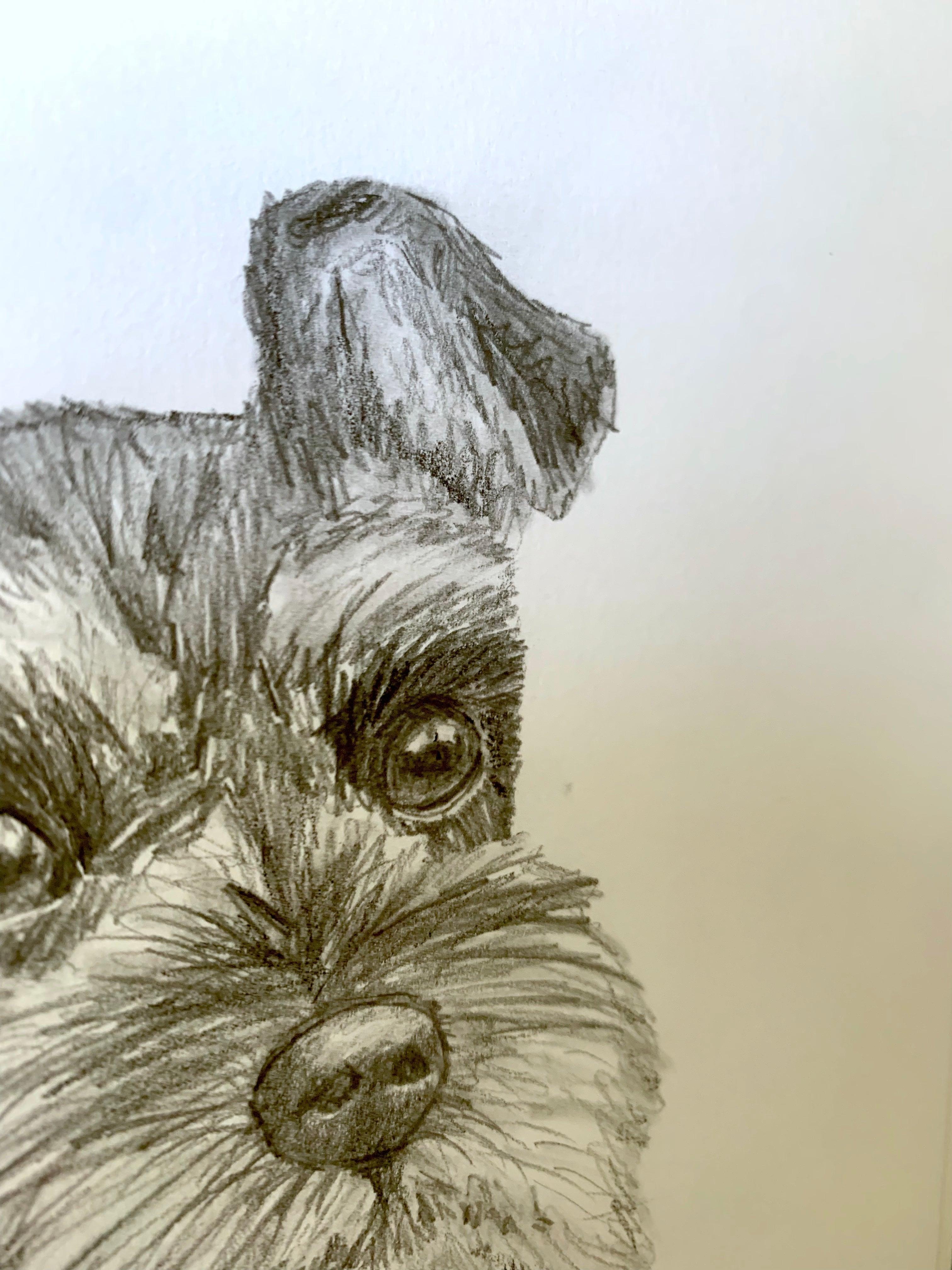 The Mayfair Hall Hand Drawn Dog Sketch (Custom Order)